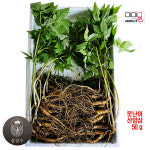 못난이 산양삼 5 6년근 50g 약20 25뿌리 선물용