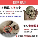 두개골 모형 인간 해골 모델 A 정물화 해부학 1 뼈 미술 예술 1 길이 19 일체형 블랭크