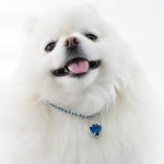 개과천선 글로리 강아지 목걸이 고급 하트 애견 악세서리 컬러 비즈 체인 고양이 반려견 사파이어핑크