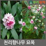 천리향 천리향나무 천리향묘목 천리향꽃나무 1그루