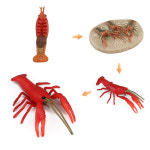 오꿈 동물피규어 가재 성장과정