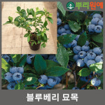 블루베리묘목 블루베리나무묘목 왕블루베리 3년생 1그루
