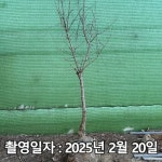 착한가격 나무생각 석류나무 슈퍼왕석류 3년생 결실주