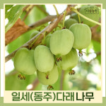 일세동주다래 키1 5m 결실주 나무 묘목 1주 다승농원