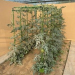 넝쿨식물 지지대 오이 텃밭 호박 식물 조립식