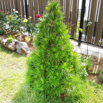 충북농원 금송나무 묘목 - H1 8 H2 0 분묘 용달비별도