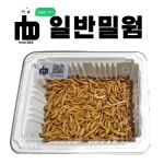 살아있는 nb 생밀웜 서비스밀기울O 극소밀웜 간단세트 50마리 안전포장 개구리 도마뱀 사마귀 먹이