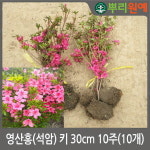 철쭉 석암 n14