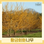 황금회화 R5cm 분묘 나무 묘목 1주 다승농원