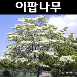 이팝나무 묘목 실생2년 뿌리묘 H1 2m이상 3개 정원수 조경수 3개