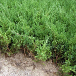 향나무 묘목 눈향 - 폭60cm 분 1개