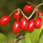 산수유나무묘목 실생1년 특묘