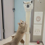 멍냥이랑 알파카 고양이 수직 스크래쳐
