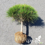 엑스플랜트 나무인 반송 둥근소나무 폭40cm 5 폭50cm 묘목