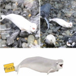 Ph 벨루가 흰돌고래 고래장난감 여아장난감 수집용피규어