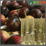 승정도후인 무화과묘목 2년생 결실주