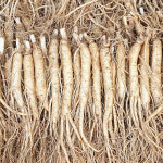 풍기우연홍삼명가 풍기인삼 수삼 인삼 정품원수삼 750g 30-50뿌리 인삼튀김 삼계탕용