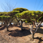 상상정원 반송 둥근 소나무 묘목 - H0 4 H0 6 분묘 1개 H0 4 W0 4 분