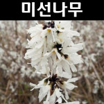 미선나무 묘목 H1 0m 분묘3개 정원수 조경수