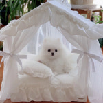 미스터댕댕 강아지 고양이 공주 텐트 하우스 커튼집 반려동물