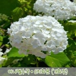 충주원예조경 아나벨수국 7치 포트 개화주