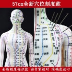 인체경락모형 경혈 전신 남성 흰색 교육용 인체모형 침술 1 백남 하드모델가 불가 미디움 레터