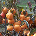 새싹에서나무까지 새싹에서 나무까지 감나무 차량단감 접목1년 묘목