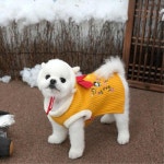 원더월드 스누피 애견 누빔 귀도리 한복 두루마기 M 트렌디 펫
