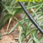 농업용 점적호스 자동물주기 과수원 원예 관계 호스