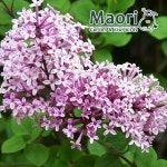 미스김 라일락 나무 묘목 꽃 정원수 조경수 노지월동 3년생 대성식물