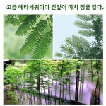 수경재배 식물 화분 선물 화장실 인테리어 감성 여름 실내 화초 화병 살아있지 않은