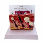 개 피부 모형 수의학 해부학 교보재 병원 동물 강아지