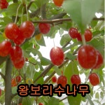 왕보리수나무 삽목2년특묘 나무 묘목 보리수나무 1개