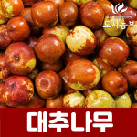 대추나무 조생종 올대추 대과종 올왕대추 도시농부23