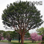 소나무 묘목 적송 실생3년 뿌리묘 5개 상록수 조경수