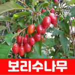 보리수나무 묘목 왕보리수나무 분다간형 도시같이