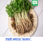 한잎 새싹인삼 소 50수