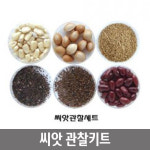 초등학교 자연관찰 학습교구 여러가지 씨앗 6종 관찰세트