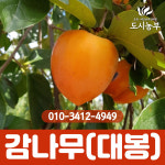 감나무 묘목 대봉감나무 2년생 나무 도시농부23