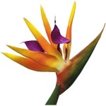 AMERIKE 화려한 3종 팩 3 Large 43 Real Touch Bird of Paradise 인공 실크 플라워 스프레이 Feel Tech Permanent Flower