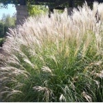 억새 모닝라이트 7치화분묘 묘목 1개 G1092