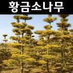 황금소나무 나무 묘목 접목1년 뿌리묘5개 정원수 조경수 5개