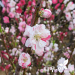 나무인 삼색꽃복숭아 삼색도화 개화주