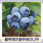 블루베리 블루레이 7치화분 나무 묘목 1주 다승농원