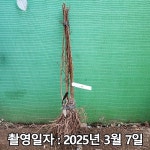 착한가격 나무생각 천도복숭아 신비 접목1년 1등묘
