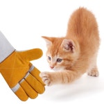 애견 물림방지 장갑 좌우세트 손보호 안전 훈련