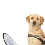 강아지 미용 털받이 접이식 애견미용 받침대 DD-13032