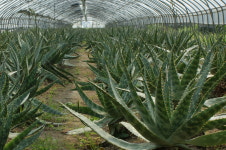 껍질째 먹는 생알로에 사포나리아 2kg