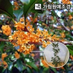 엑스플랜트 목서나무 묘목 금목서 은목서 가림원예조경 금목서 삽목3년 5개