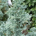 조경수 묘목 화백 스노우화백 블루버드 키150cm 분 G0344